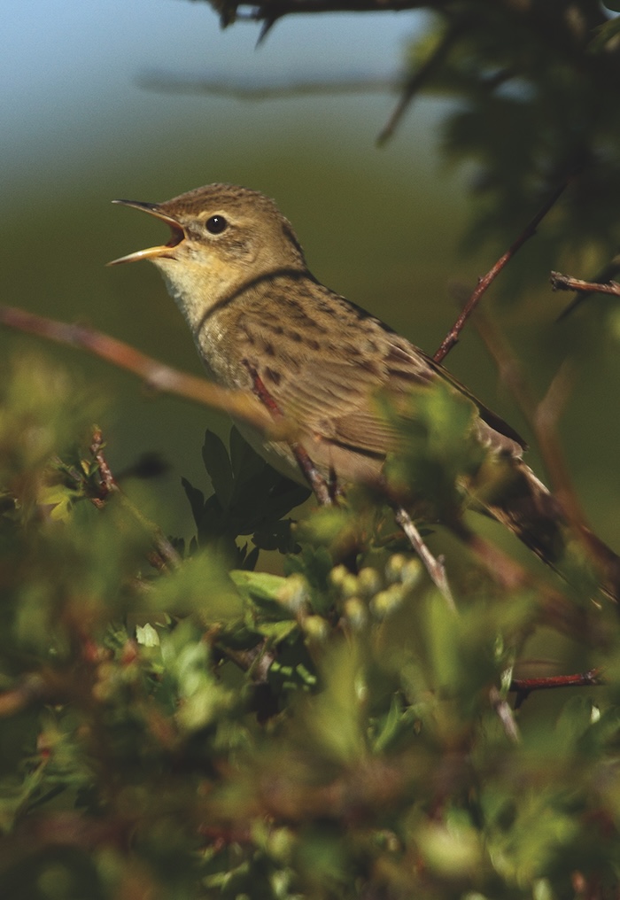 dawn chorus2