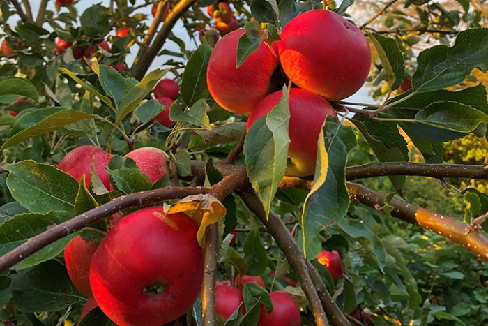 Reap the fruit of orchard scheme