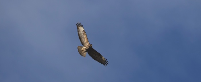 LWT buzzard