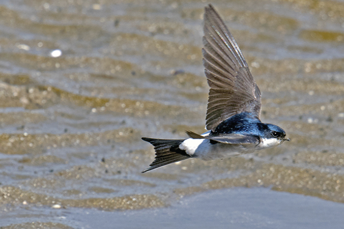 LWT housemartin