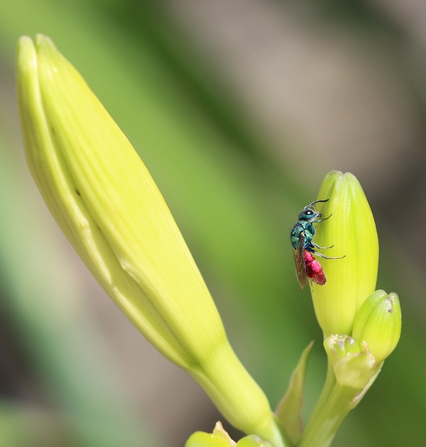 LWT RubyTailedWasp 2 David Curtis