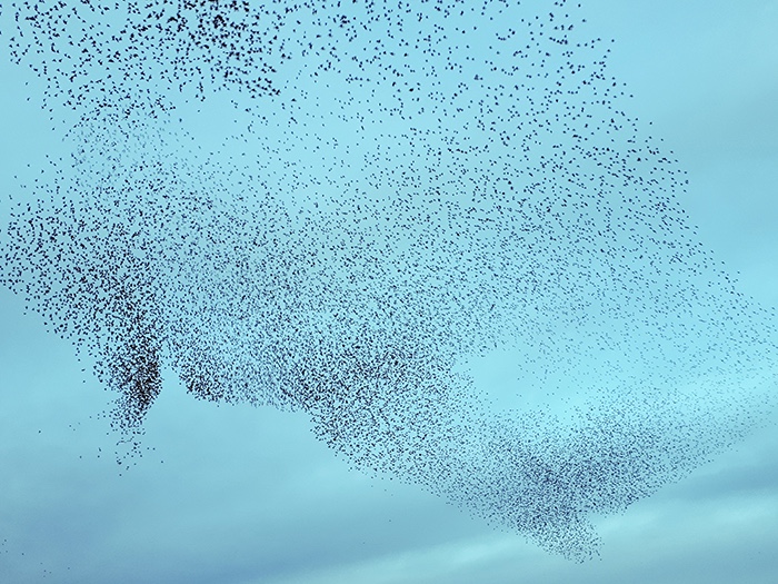 LWT Starlings RS