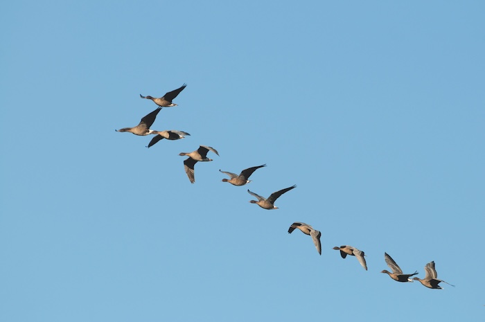 LWT mud 2 Pink footed geese c David Tipling 2020VISION