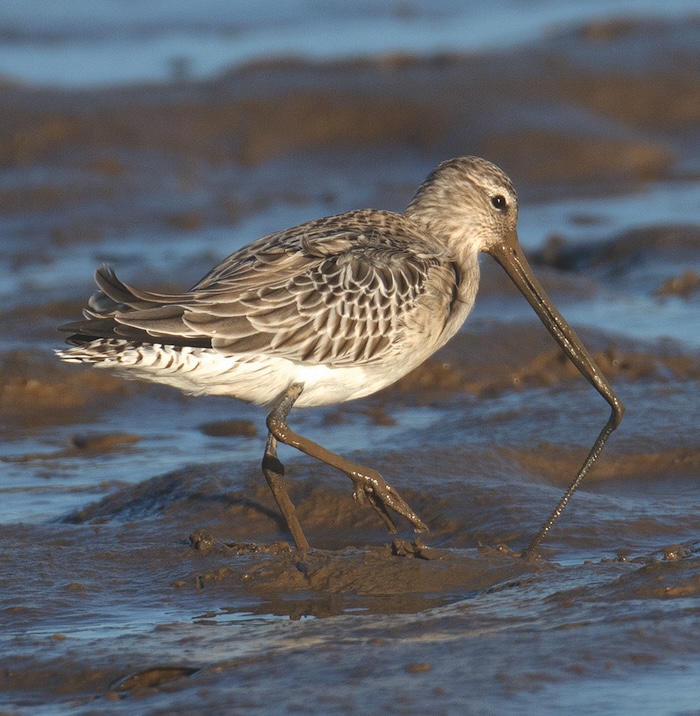 LWT mud 3 Bar tailed godwit c Chris Gomersall 2020VISION