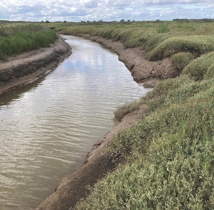 LWT mud 4 Creek at Gibraltar Point c Jim Shaw