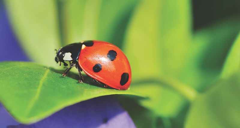 LWT rewild 7spot ladybird