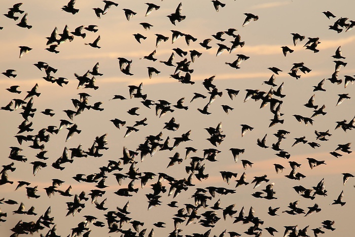 LWT starlings