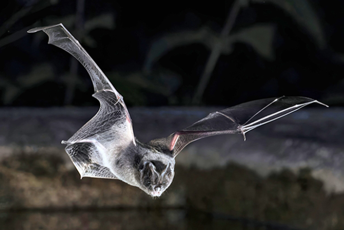 Bat Facts – all about rare barbastelle bats