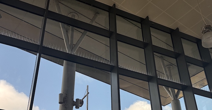 bus pigeon1
