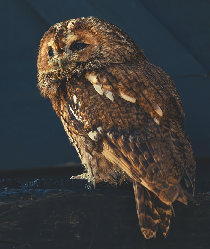 lwt twilight 3 tawny owl