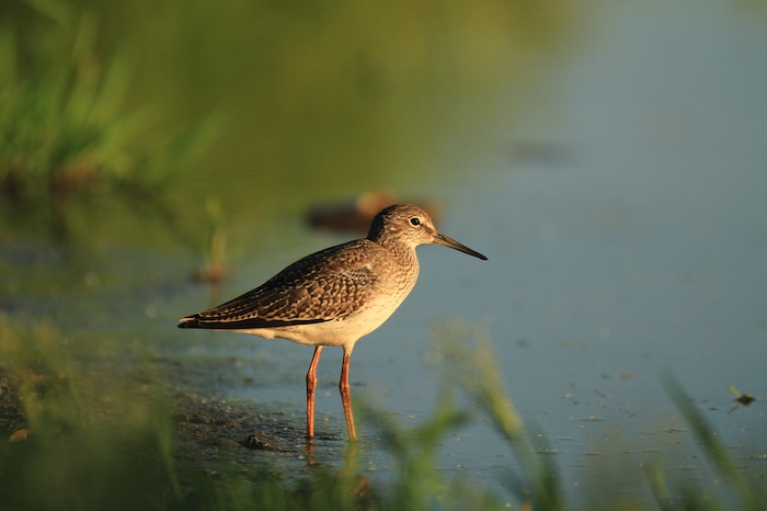 nature reserve 3 Redshank