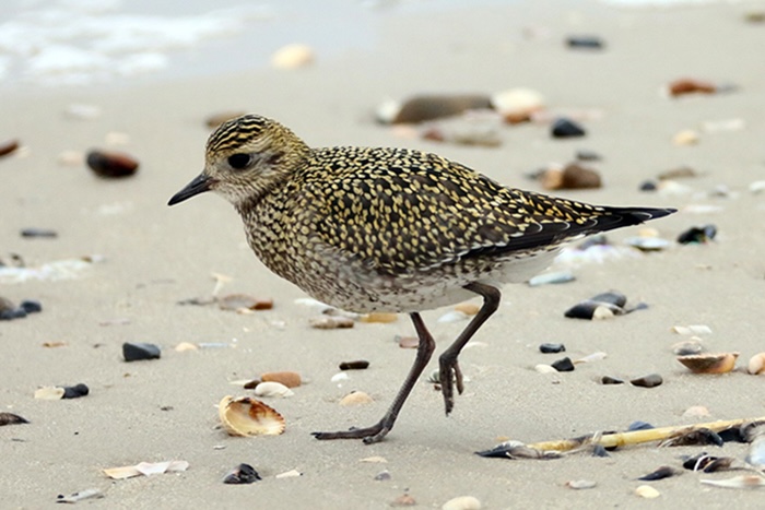 nature reserve 4 Golden plover