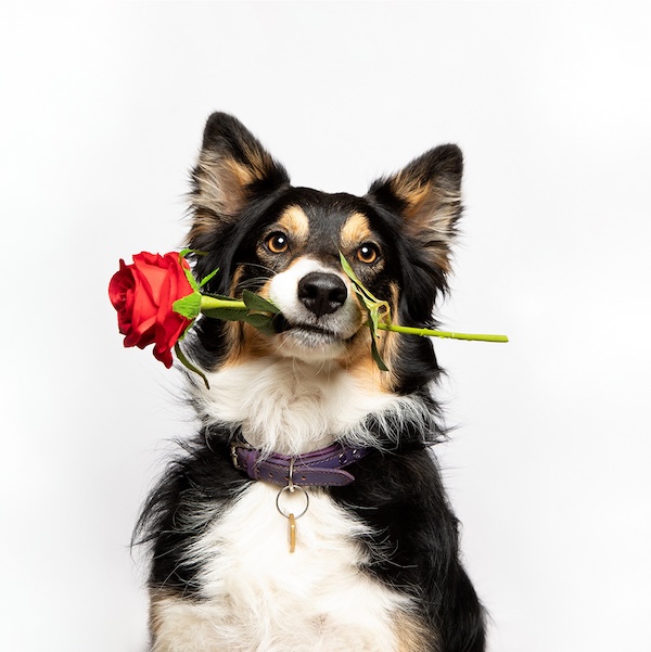 Valentine dog