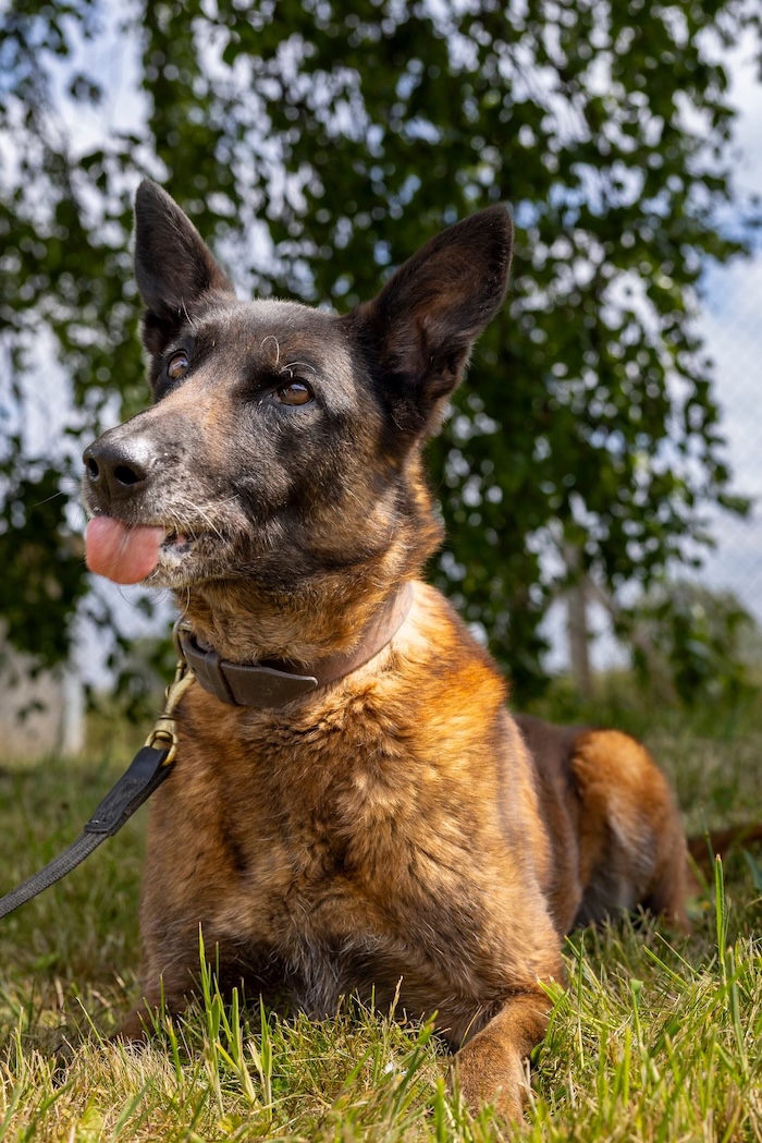 dog adopt kira