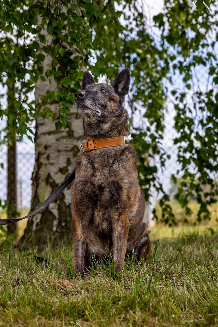 dog adopt reja
