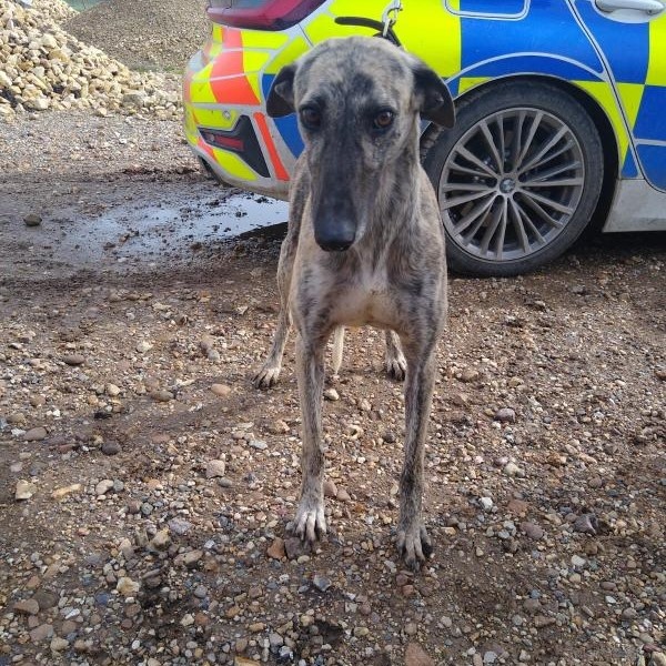 hare coursing2