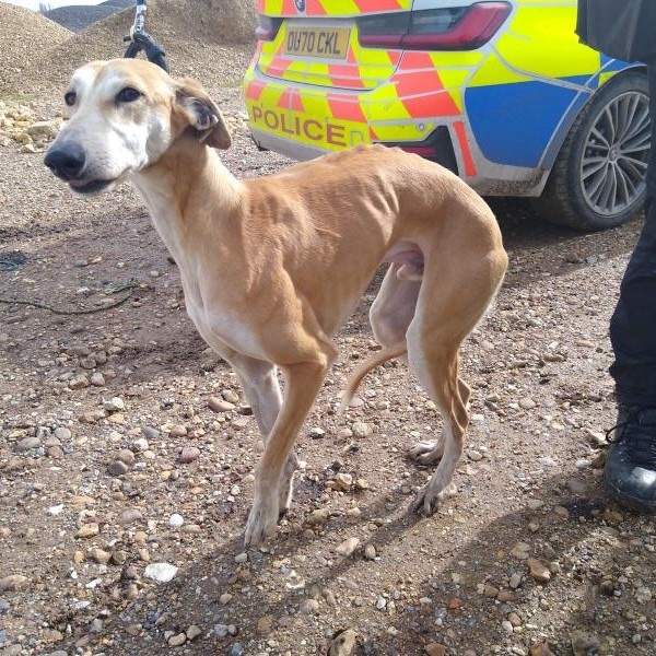hare coursing3