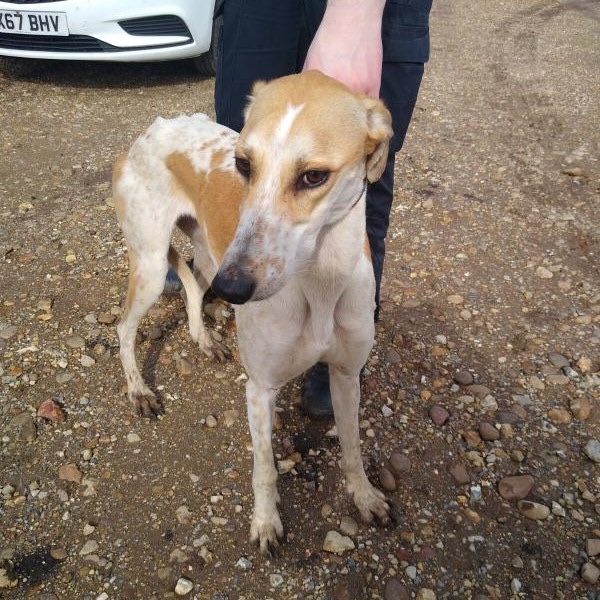 hare coursing4
