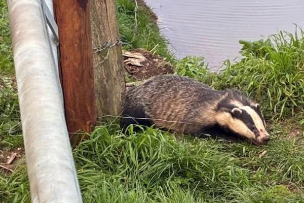 Badger rescued from unlawful snare