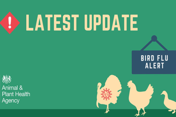 Bird flu affecting poultry in Lincoln area