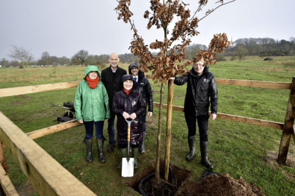 Commemorative oak planted on South Common