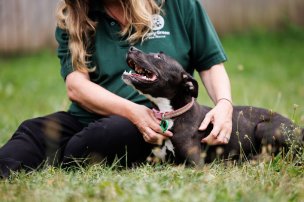 Dog rescue charity backed by Stokes