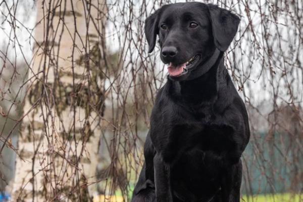 Drugs dog Tina ready for action