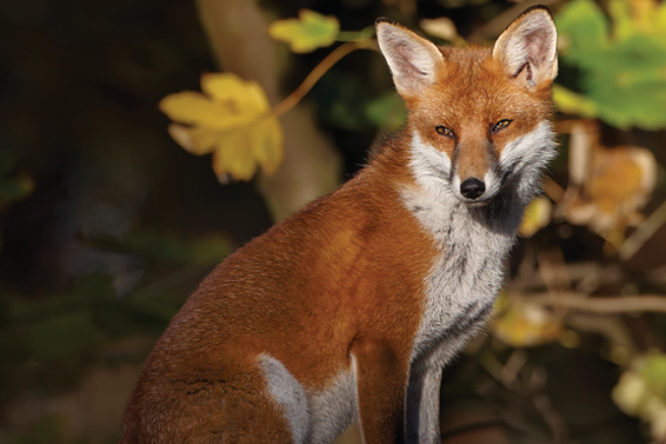 Foxy visitors to our gardens