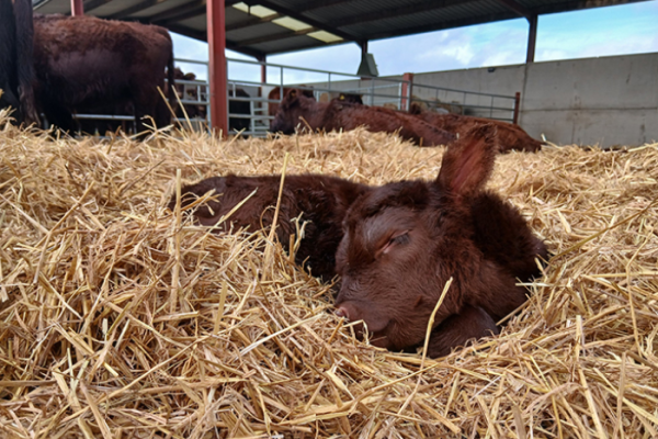Lincoln Red calves born in Trust herd