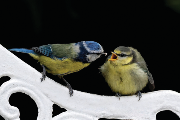 Looking for young environment champions