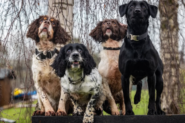 Meet the RAF Waddington vehicle search dogs