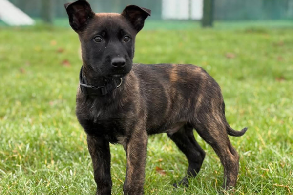 Police introduce newest recruit