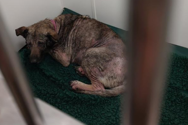 Roxy left to suffer by owner, court told.