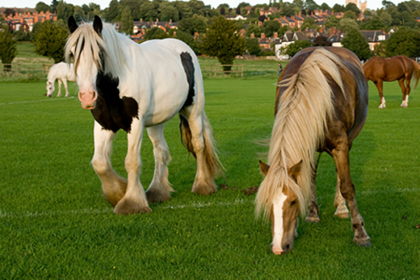 Shape the future of Carholme Ward