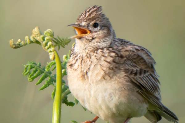 Wildlife will benefit from £1m grant 